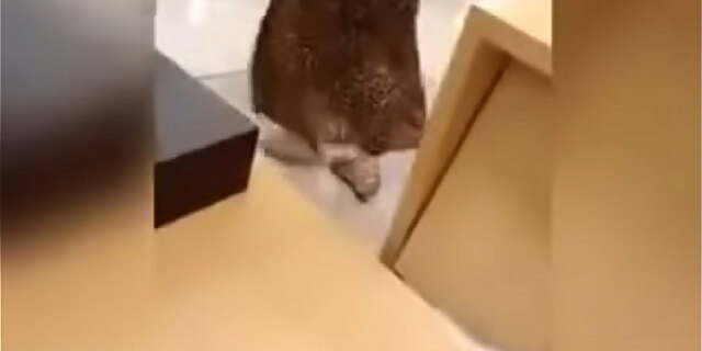 ass,big ass,spy